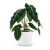 Alocasia Frydek Elefantenohr, 60cm, mit weißem Übertopf Bild 2