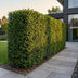 Green boutiQ - 40x Taxus baccata - Eibe - Heckenpflanzen - Immergrün - Grün - Topf 9cm - Höhe 20-30cm Bild 8