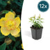 12x Hypericum calycinum – Groundcover with yellow flowers, 10-25cm Bild 1