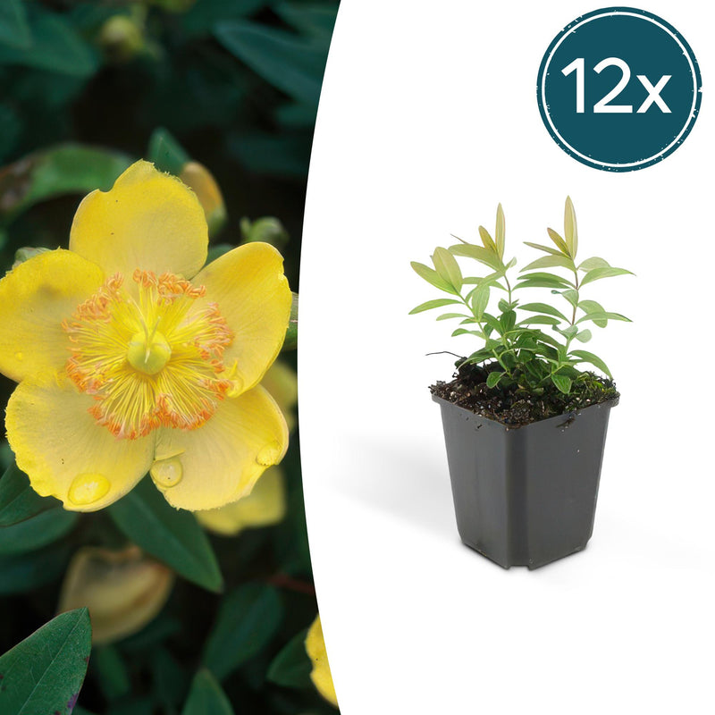 12x Hypericum calycinum – Groundcover with yellow flowers, 10-25cm