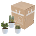 Cactus Mix 10.5 cm - Set of 3 in White Pot Bild 7