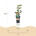 Kiwifruit 'Issai' - Self-pollinating, 2 plants, 15cm pot Bild 3