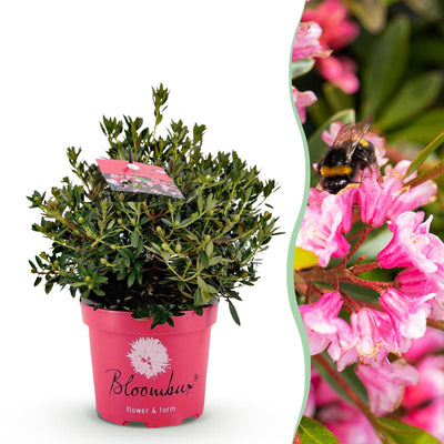 Zwerg-Rhododendron Bloombux Magenta: Blühend, Formschnitt geeignet, pflegeleicht