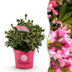 Zwerg-Rhododendron Bloombux Magenta: Blühend, Formschnitt geeignet, pflegeleicht Bild 1