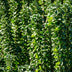 GreenboutiQ Euonymus Green Spire: Immergrüne Heckenpflanze, 6 Stück Bild 4