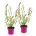 2x Salix Flamingo Weide Ø17cm - 40-50cm – Farbenfroher Hingucker Bild 2