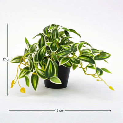 Kunstpflanze Tradescantia Grün/Weiß im Topf - 19cm