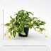 Kunstpflanze Tradescantia Grün/Weiß im Topf - 19cm Bild 2