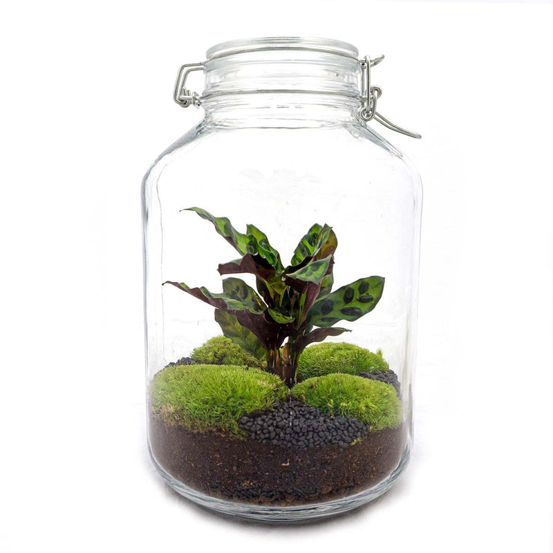 Bottle Garden Set with Calathea - DIY Plant Terrarium 28 cm