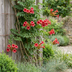 6x Trompetenblume (Campsis radicans) Orange-Rot, Kletterpflanze Ø9cm Bild 4