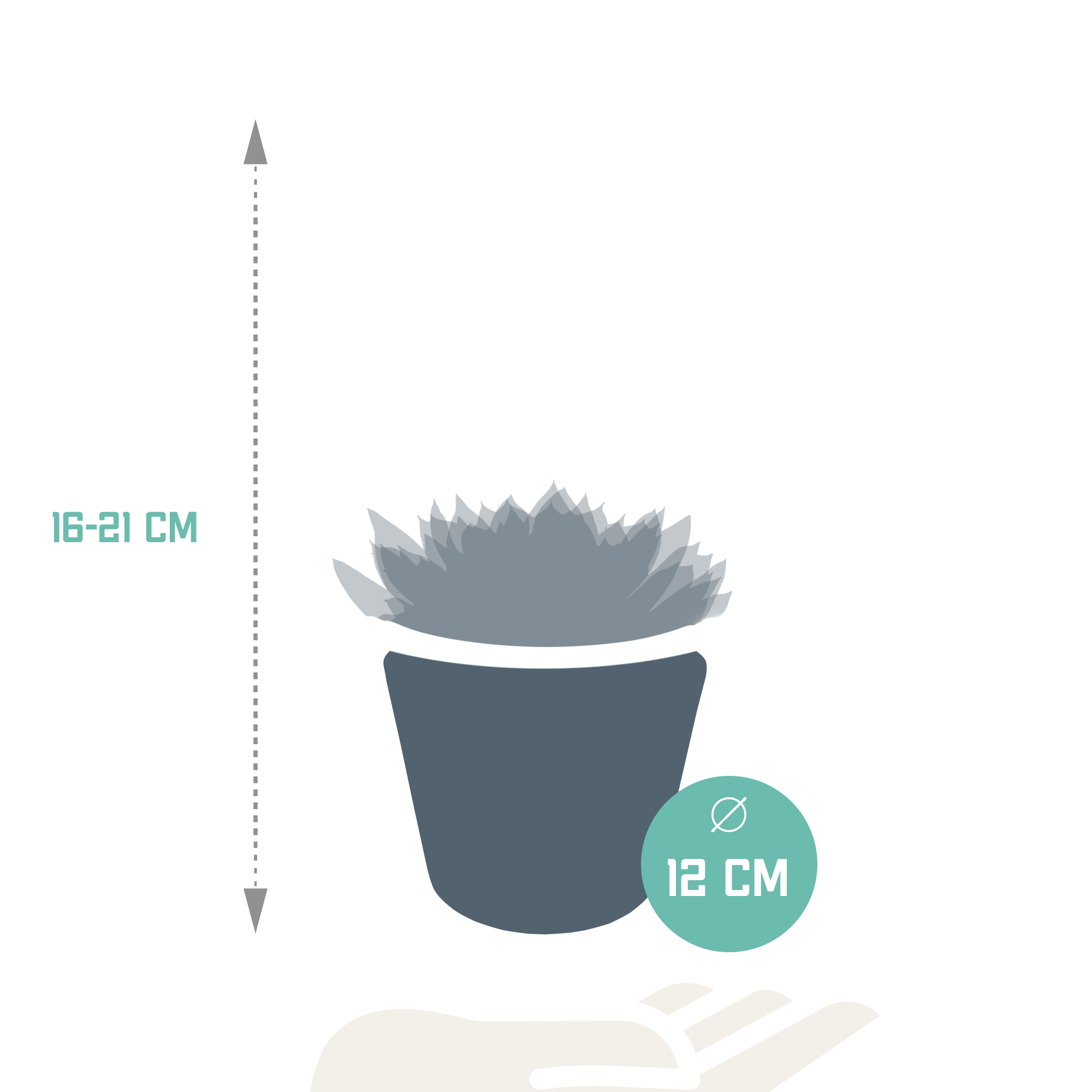 Echeveria-Mix 10,5 cm - 3x - in witte pot