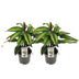 Calathea Majestica Princeps Potted Plant (Set of 2, Ø14cm, ↕45cm) Bild 1