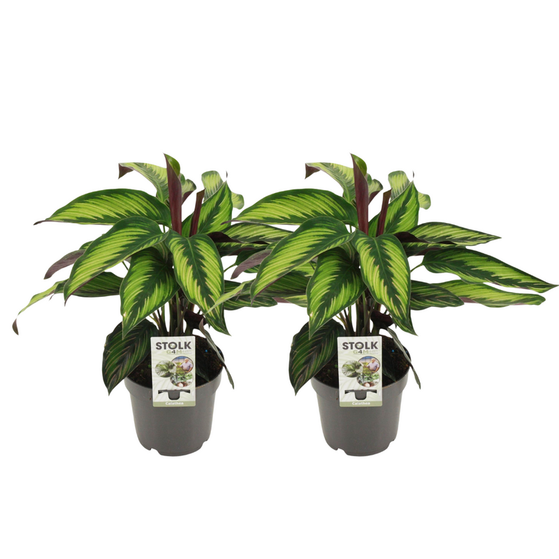 Calathea Majestica Princeps Potted Plant (Set of 2, Ø14cm, ↕45cm)