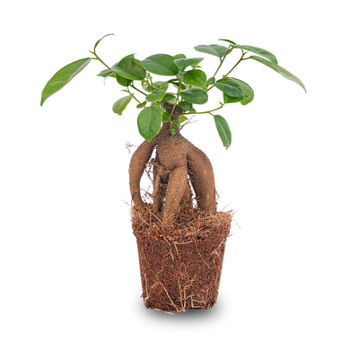 Ficus microcarpa Ginseng Bonsai - Topfgröße 9 cm