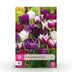 GreenboutiQ Tulpen Blueberry Mix, 12 Zwiebeln (XXL Pack) Bild 1