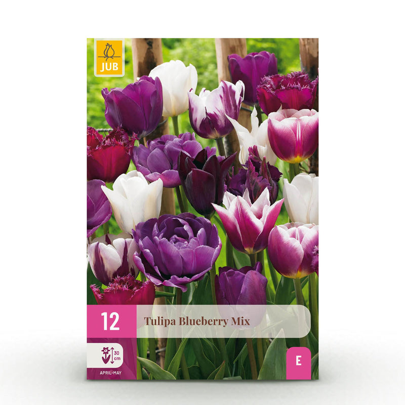 GreenboutiQ Tulpen Blueberry Mix, 12 Zwiebeln (XXL Pack)