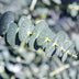 GreenboutiQ Eukalyptusbaum 'Eucalyptus gunnii' - Winterhart, 2 Pflanzen Bild 5
