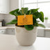 Peperomia Obtipan Ø11cm, ↕15cm - Pflegeleichte Zimmerpflanze Bild 3