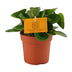 Peperomia Obtipan Ø11cm, ↕15cm - Pflegeleichte Zimmerpflanze Bild 1