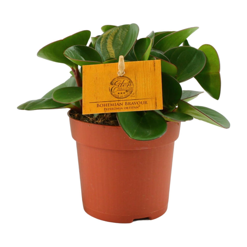 Peperomia Obtipan Ø11cm, ↕15cm - Pflegeleichte Zimmerpflanze