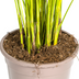 Dypsis Areca Lutescens: Üppige Goldpalme Ø19cm, 80-100cm hoch Bild 5