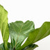 Ficus Lyrata XL Geigenfeige 200cm mit Ø32cm Topf Bild 3