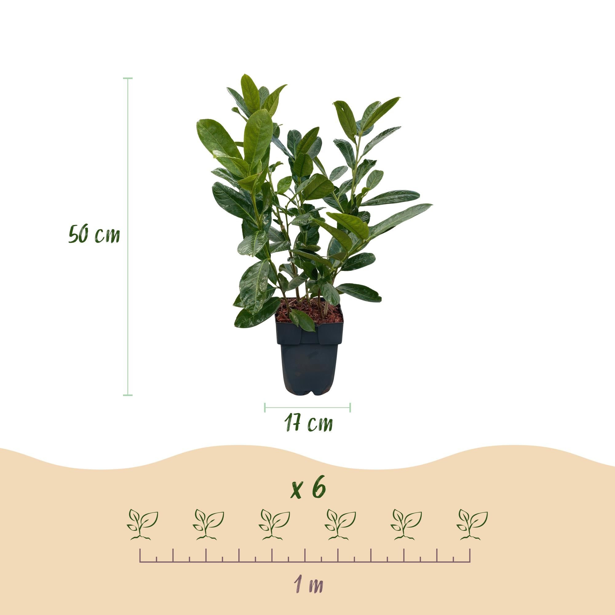 GreenboutiQ - Heckenpflanzen - Prunus laurocerasus Rotundifolia - Blatt grün - 6 Pflanzen - 1 laufender Meter - immergrün - Topf 17cm Höhe 50cm