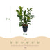 GreenboutiQ: 6x Kirschlorbeer Rotundifolia, Heckenpflanzen, Immergrün Bild 3