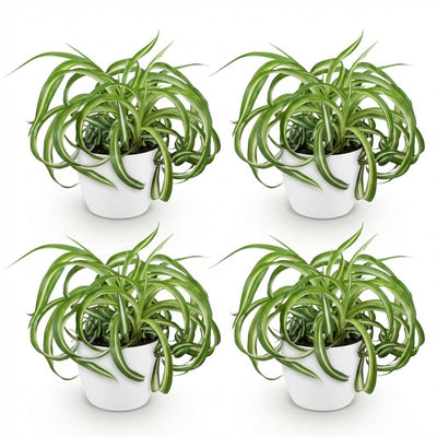 Chlorophytum comosum Bonnie – Lockige Graslilie – 4 Pflanzen – Weißer Topf