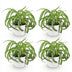 Chlorophytum comosum Bonnie – Lockige Graslilie – 4 Pflanzen – Weißer Topf Bild 2