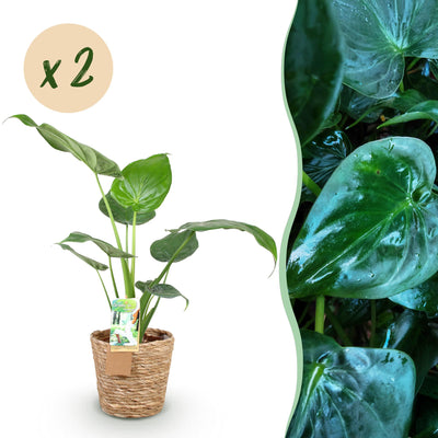 Green boutiQ - Zimmerpflanzen - Alocasia Cucullata - Buddhas Hand - Wenig Pflege - mit Korb - Grün - 2 Pflanzen - Topf 17cm - Höhe 60-65cm