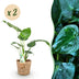Green boutiQ - Zimmerpflanzen - Alocasia Cucullata - Buddhas Hand - Wenig Pflege - mit Korb - Grün - 2 Pflanzen - Topf 17cm - Höhe 60-65cm Bild 1