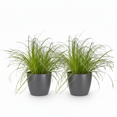 Green boutiQ 2x Cyperus alternifolius Zumula Zimmerpflanzen, Topf 12cm