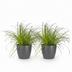 Green boutiQ 2x Cyperus alternifolius Zumula Zimmerpflanzen, Topf 12cm Bild 2