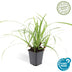 Carex morrowii 'Ice Dance' - Immergrünes Ziergras für Ihren Garten Bild 2