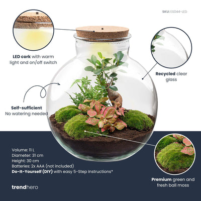 DIY Pflanzen-Terrarium mit LED & Bonsai – Fertigset