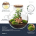 DIY Pflanzen-Terrarium mit LED & Bonsai – Fertigset Bild 2