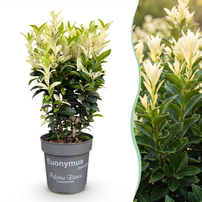 Green boutiQ - 40x Euonymus japonica Paloma Blanca - Spindle - Hedging Plants - Evergreen - Green - White - 9cm Pot - Height 20-30cm