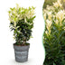 Green boutiQ - 40x Euonymus japonica Paloma Blanca - Spindelstrauch - Heckenpflanzen - Immergrün - Grün - Weiß - Topf 9cm - Höhe 20-30cm Bild 2
