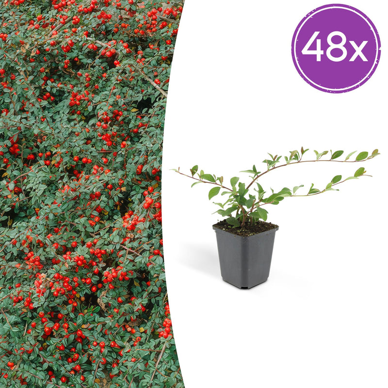 48x Bearberry Cotoneaster 'Cotoneaster dammeri' - 10-25cm