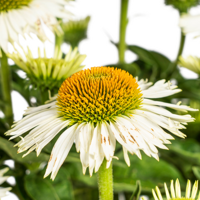 Echinacea purpurea White Ø19cm - ↕60 - 70cm