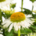 Echinacea purpurea White Ø19cm - ↕60 - 70cm Bild 2
