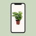 Monstera Monkey Leaf (Lochpflanze) - Ø12cm - Topfgröße Bild 5