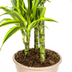 Dracaena Deremensis Lemon Lime, 90-110cm, Ø21cm Topf, mit Korb Bild 7