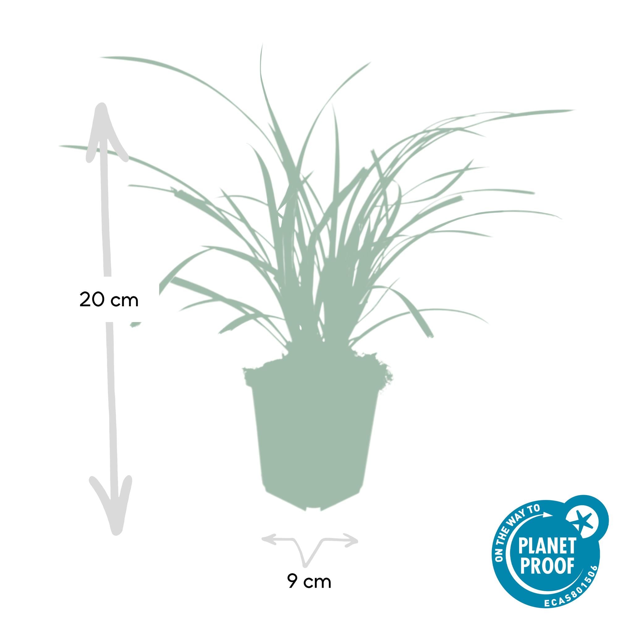 12x Carex morrowii 'Ice Dance' - Ziergras für Garten & Balkon