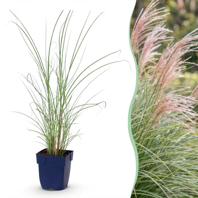 Green boutiQ - Gräser - Miscanthus sin. Morning Light - Pampasgras - Mit Feder - Silber - 6 Pflanzen - Topf 11cm - Höhe 15-25cm