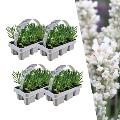 4 x 6-pack Lavender angustifolia white - 24 x Ø7 cm - ↕15 cm
