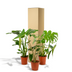 Pflanzen-Set: Monstera, Alocasia, Strelitzia für Ihr Zuhause Bild 7