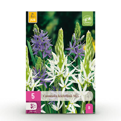 GreenboutiQ - Flower Bulbs - Camassia Leichtlinii Mix - Bulbs Hardy Perennial - Colour Purple and White - 5 pieces - Bulb size 12/14 - XXL Pack