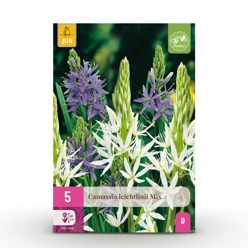 GreenboutiQ Camassia Leichtlinii Mix - Lila & Weiß Blumenzwiebeln - 5 Stück